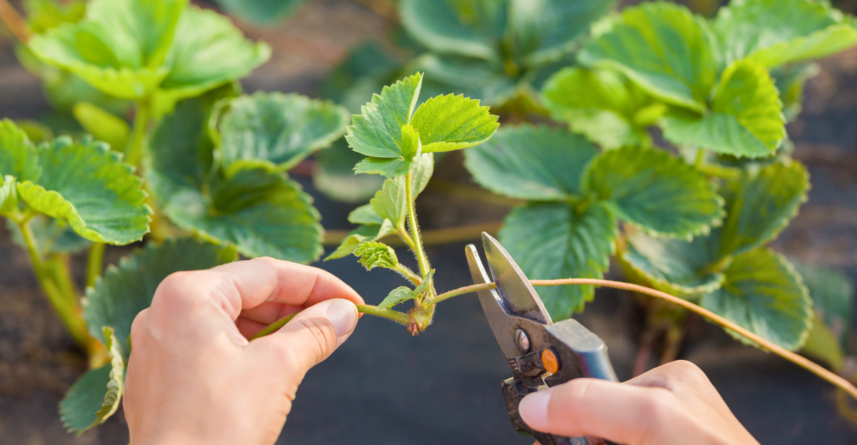Strawberry runners being pruned